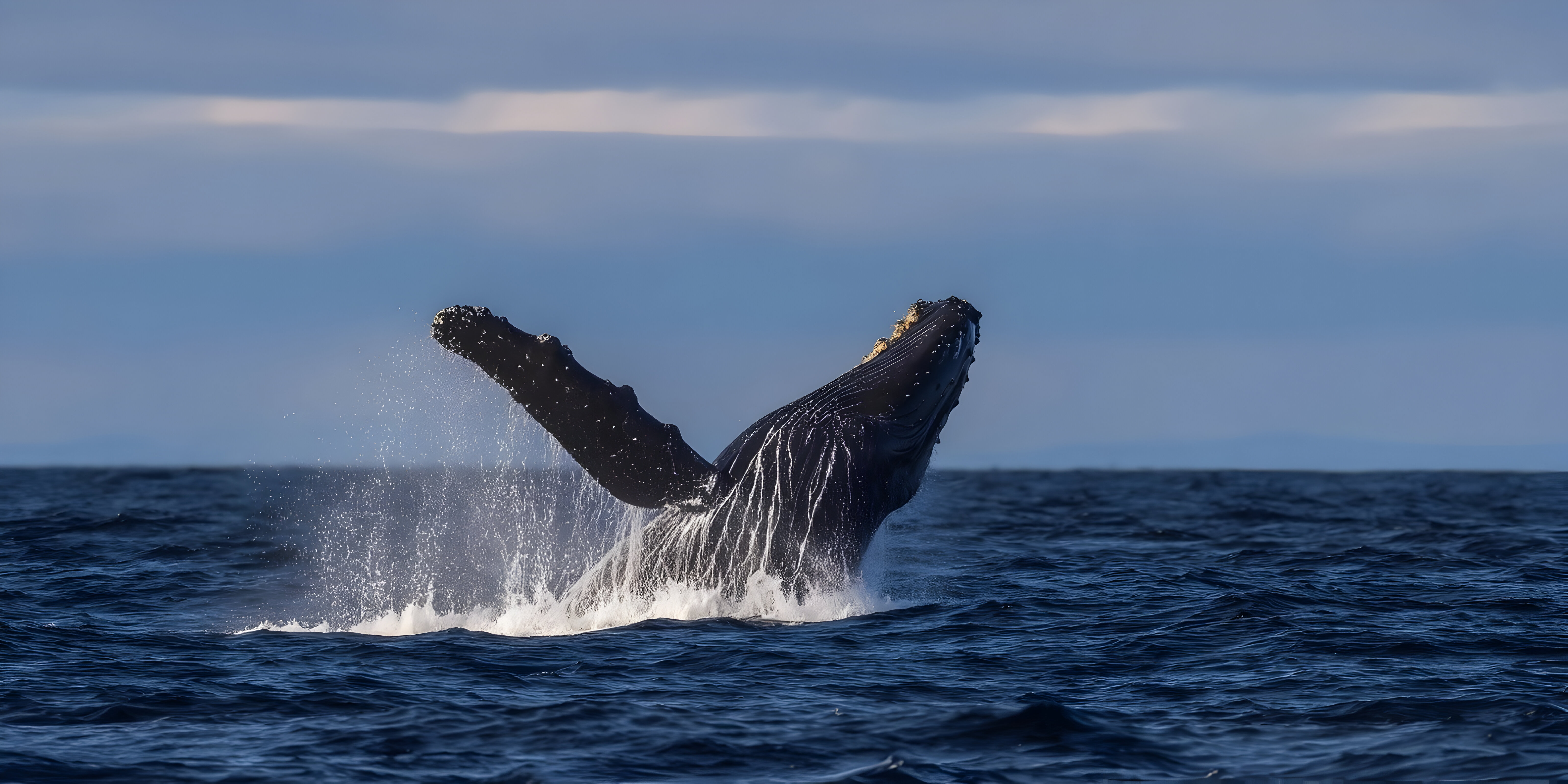 Humpback Whale Watching